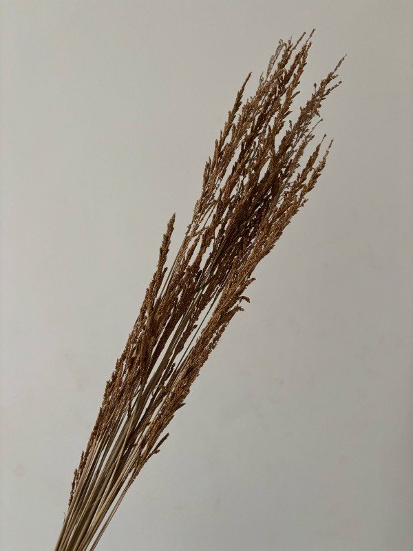 Producto - Verbena