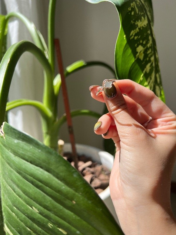 Producto - Anillo trébol