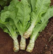 Producto - Lechuga esparrago