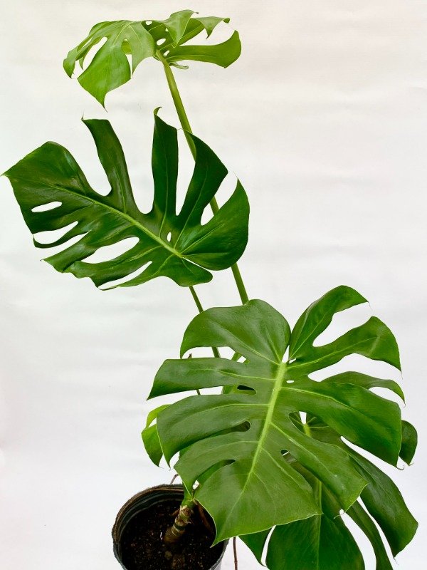 Producto - Monstera Deliciosa 5 Lt
