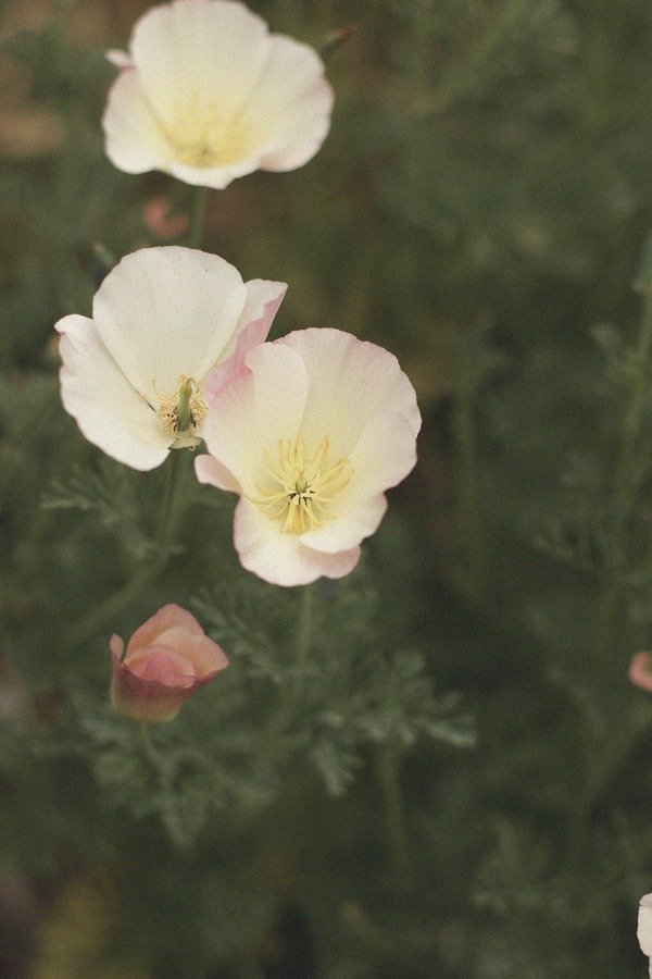 Producto - Amapola de California "Vanilla Blush"