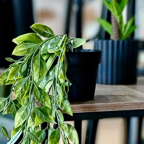 Producto - Planta Con Maceta 1203533