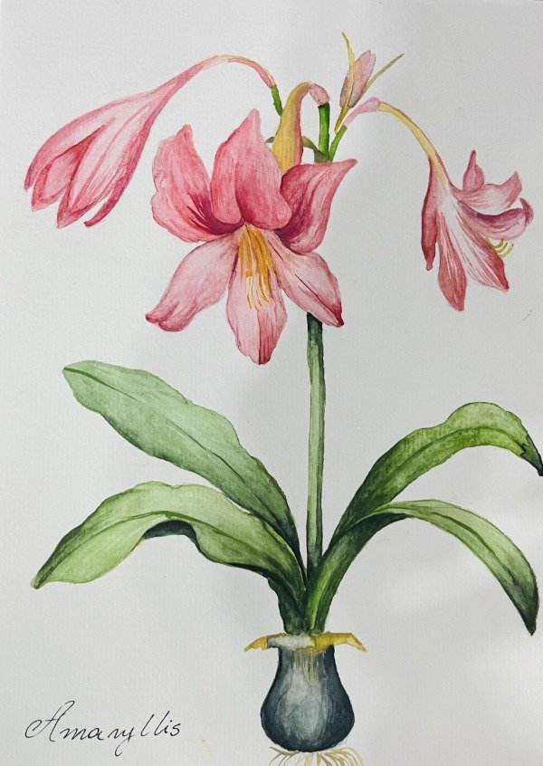 Producto - Amarilis