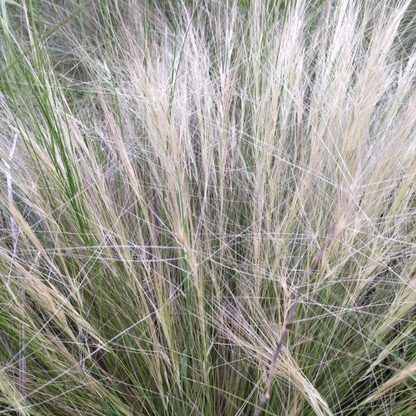 Producto - 30 Semillas Aristida pallens