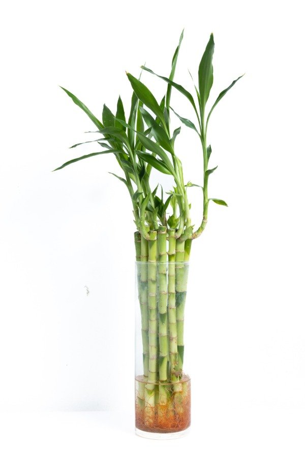 Producto - Lucky Bamboo Recto