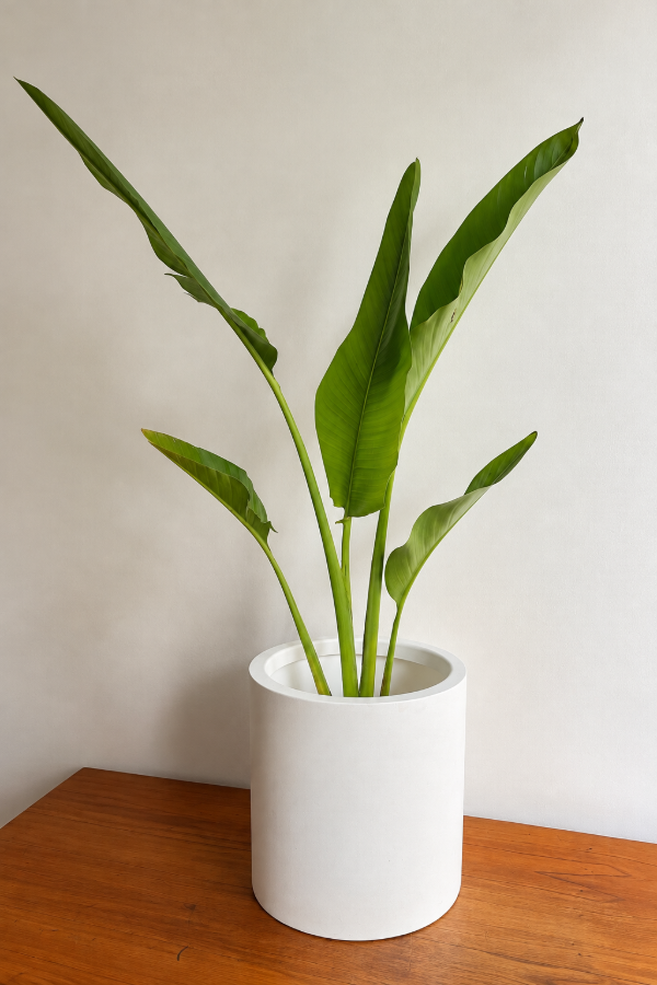 Producto - Strelitzia Nicolai Tropical Mediana - 0