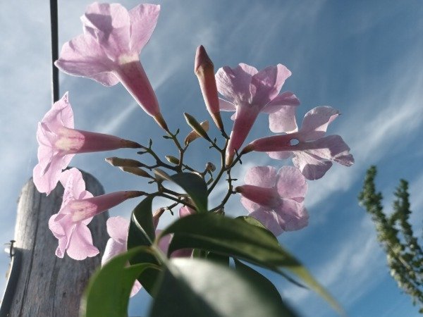 Producto - Bignonia Rosa - 2