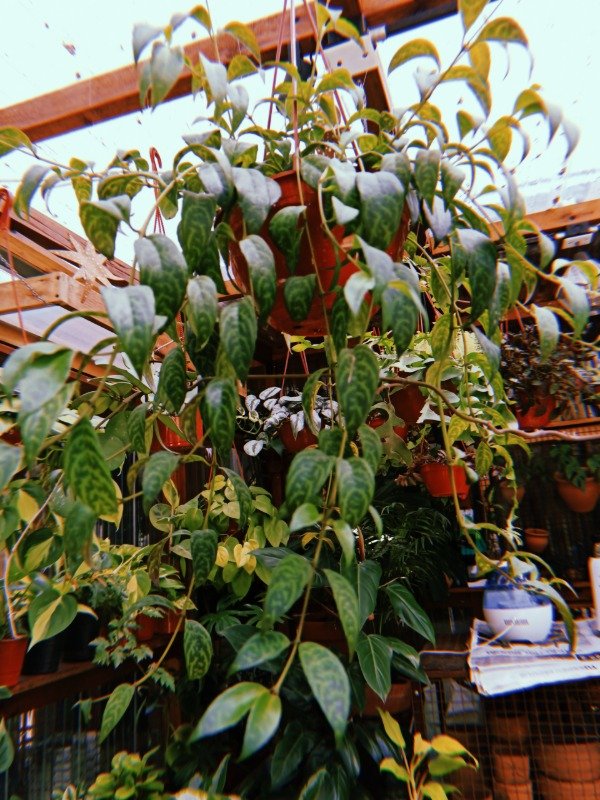 Producto - COLUMNEA MARMORATUS