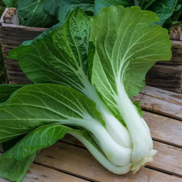 Producto - PAK CHOI