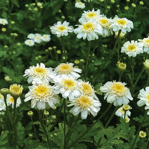 Producto - Fever few - flor doble - Tanacetum parthenium