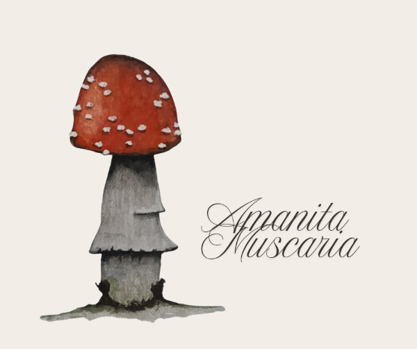 Producto - Ilustración Amanita Muscaria