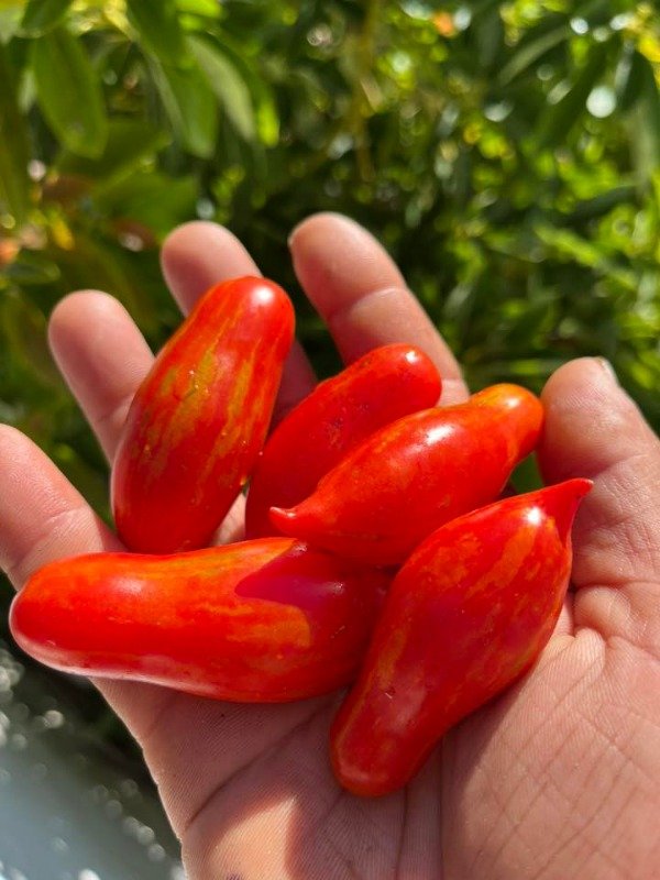 Producto - SEMILLAS DE TOMATE CHERRY BAILARINA ESPAÑOLA MACETA COLGANTE DWARF ESCALADOR