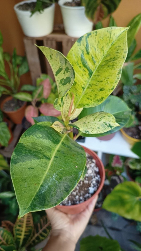 Producto - Gomero variegado