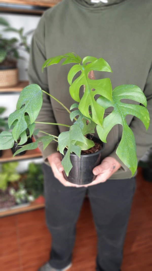 Producto - Rhaphidophora Tetrasperma A