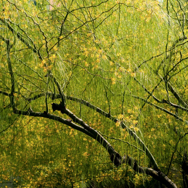 Producto - 15 Semillas Parkinsonia aculeata