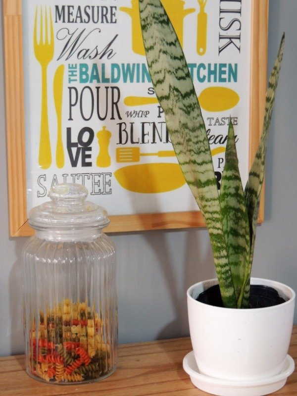 Producto - Sansevieria s
