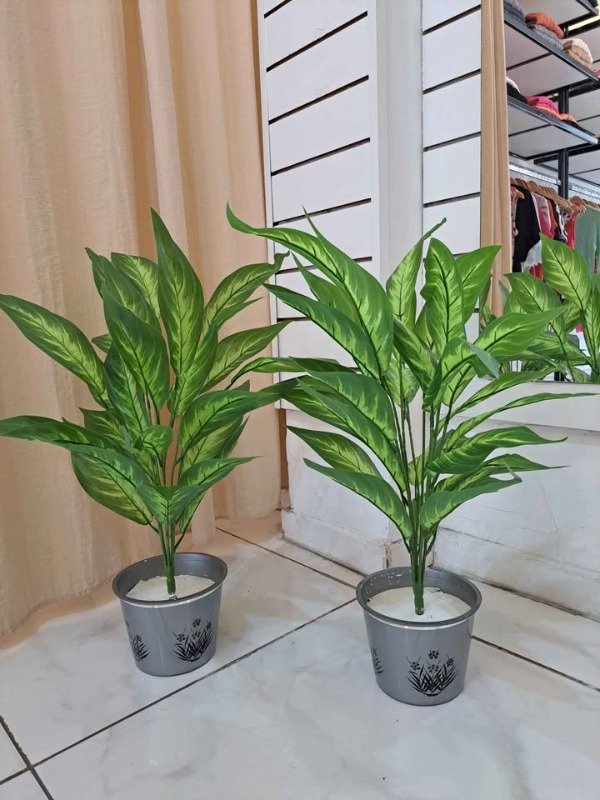 Producto - DIEFFENBACHIA CON MACETA