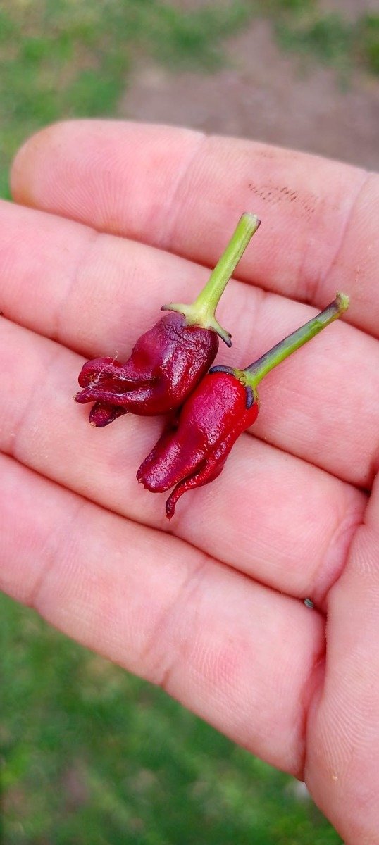 Miniatura de producto - 2