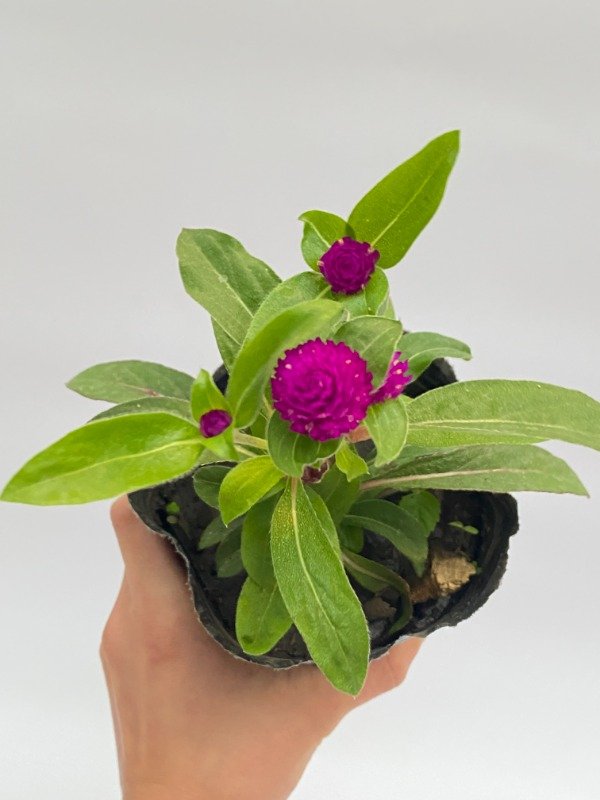 Producto - Gonfrena en maceta N12