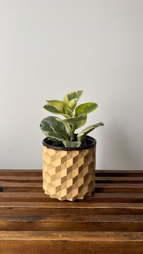 Producto - Maceta Monaco + Peperomia - 2
