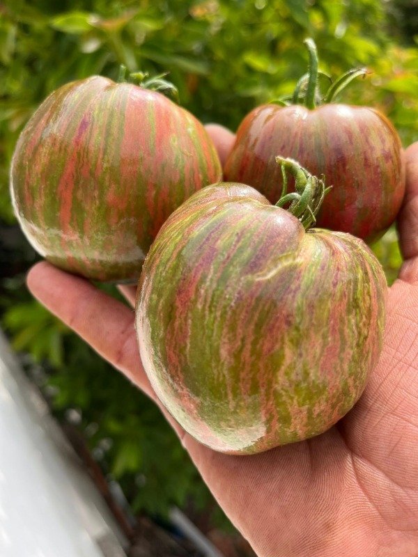 Producto - SEMILLAS DE TOMATE REBEL STARFIGHTER BLANE'S MOONLIGHT