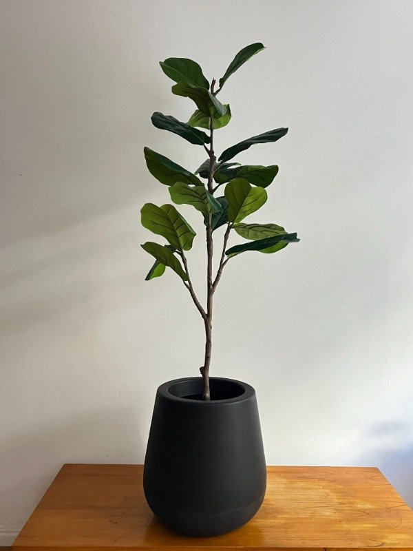 Producto - Pandurata Sin Riego 120cm
