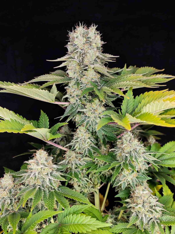 Producto - White Widow x3 - Buddha Seeds