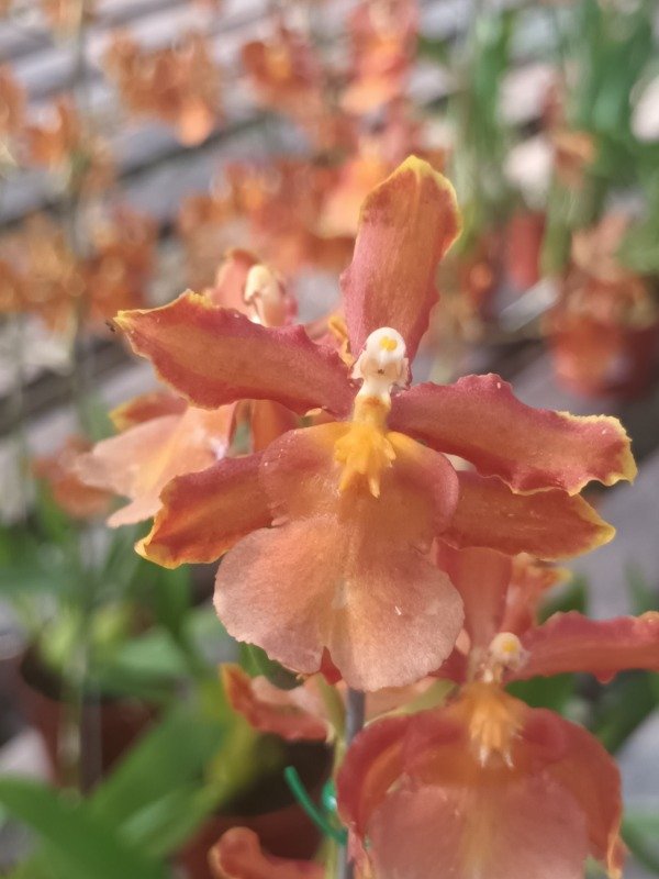 Producto - Oncidium Orquídea - 0