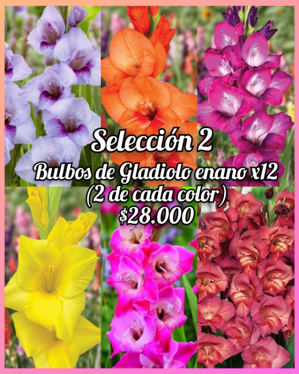 Producto - 12 bulbos de Gladiolos enanos seleccion 2