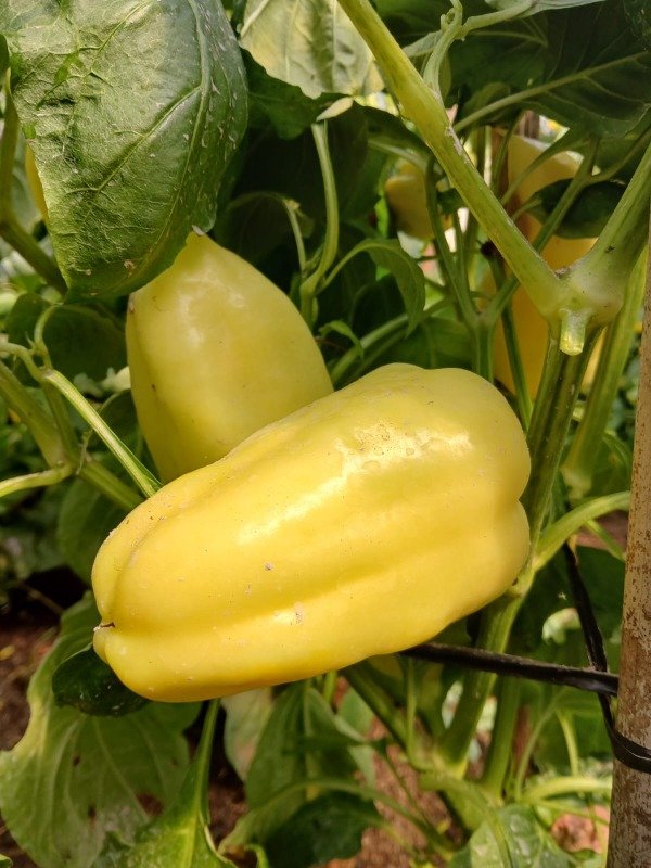 Producto - Morrón Blanco