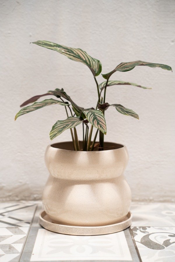 Producto - Maceta Gardenia