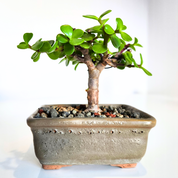 Bonsai mame "estilo escoba" Portulacaria afra Taller de bonsai
