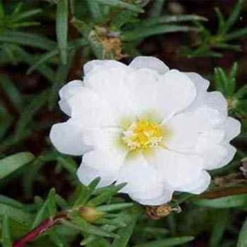 Producto - Semillas De Rosa De Musgo Portulaca Grandiflora Blanca - 1
