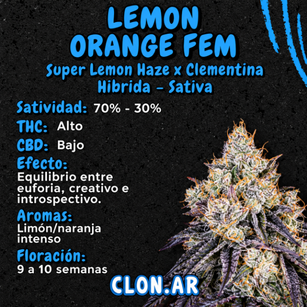 Producto - SEMILLA CLONAR LEMON ORANGE
