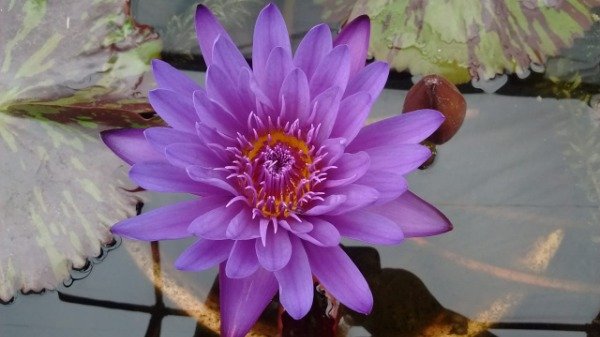 Producto - Nymphaea TANZANITE ( mediana)