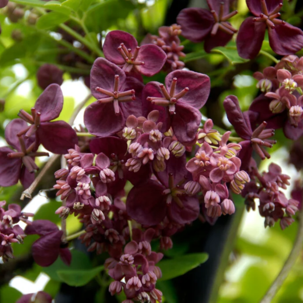 Producto - Akebia quintana - Flor de chocolate