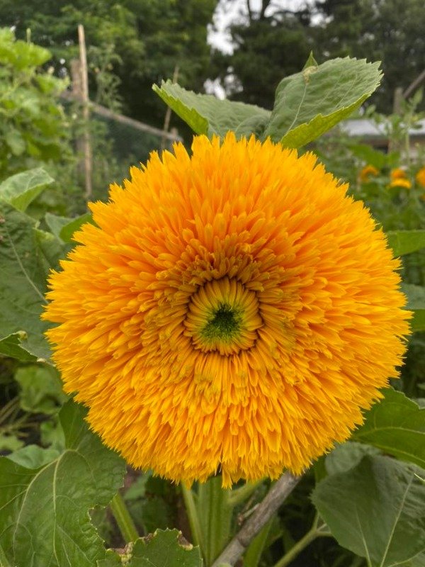 Producto - SEMILLAS DE GIRASOL TEDDY BEAR TALL MULTIFLORAL ALTO