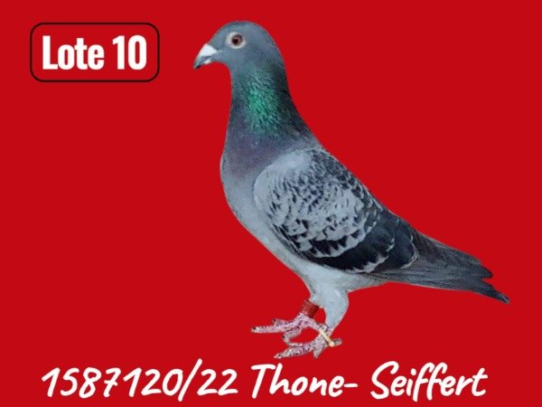 Producto - LOTE 10 1587120 / 22