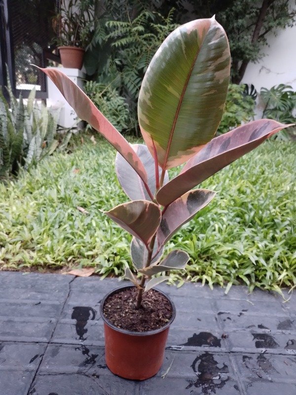 Miniatura de producto - 5
