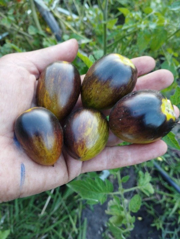 Miniatura de producto - 2