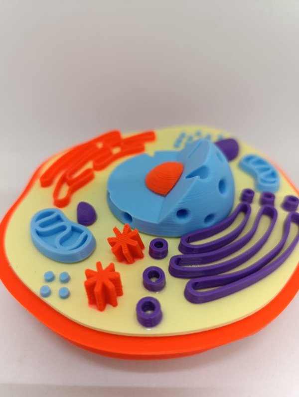 Producto - Modelo de célula animal eucariota