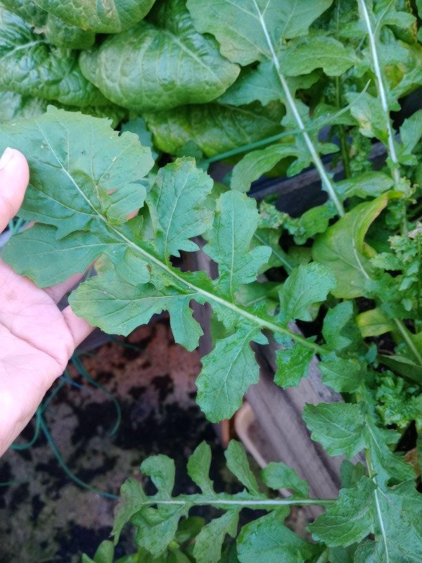 Producto - Semillas de Rucula - 1