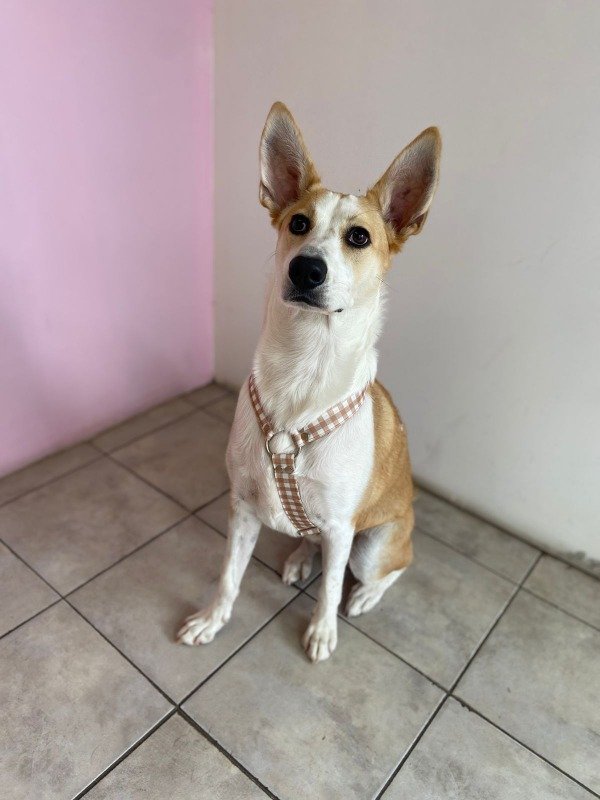 Producto - Pretal cuadros marrón