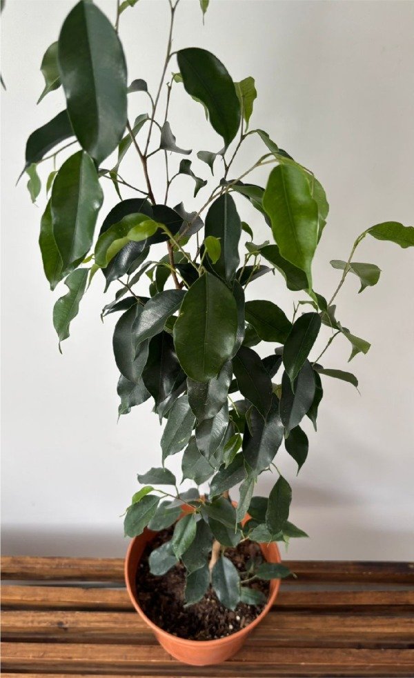 Producto - Ficus benjamina - 1