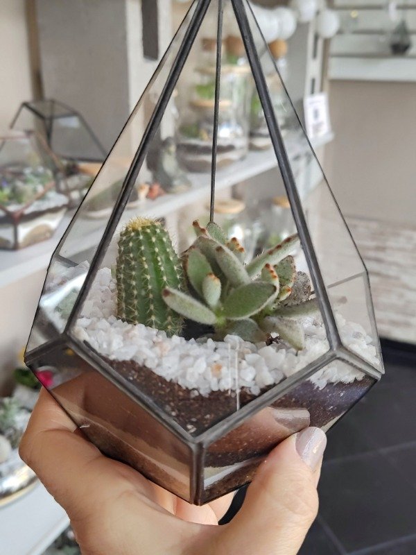 Producto - Terrario Cástor