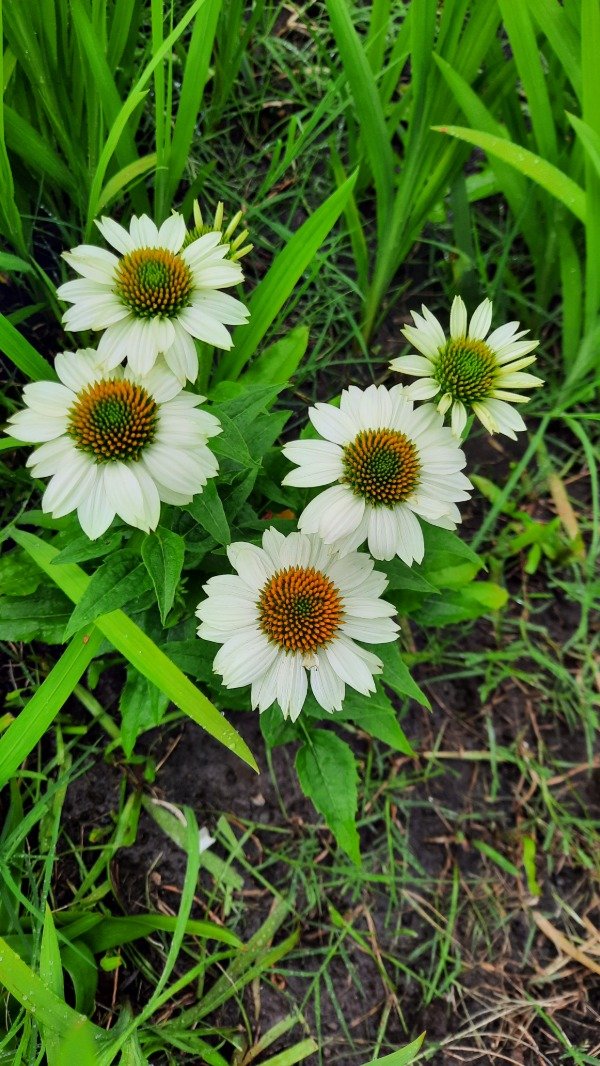 Producto - Echinacea Blanca