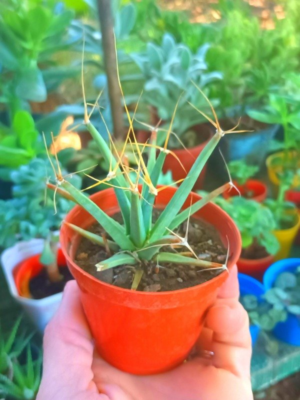 Producto - Cactus Agave - 1