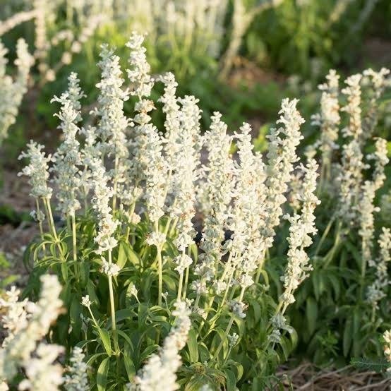 Producto - Salvia farinacea Evolution White 750 cc