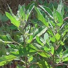 Producto - Espinaca Azteca