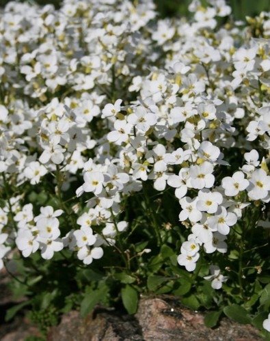 Producto - Arabis alpino